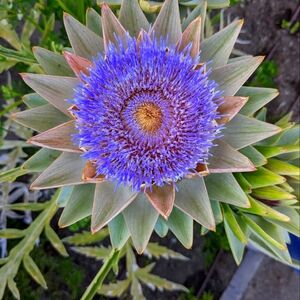 Meet your Posher, Retrobunk